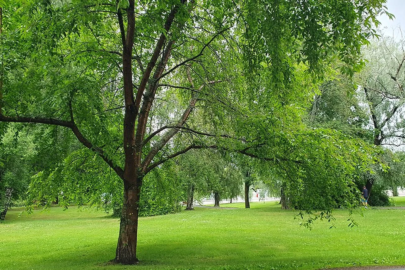 Ett träd i Östra parken med grönt gräs.