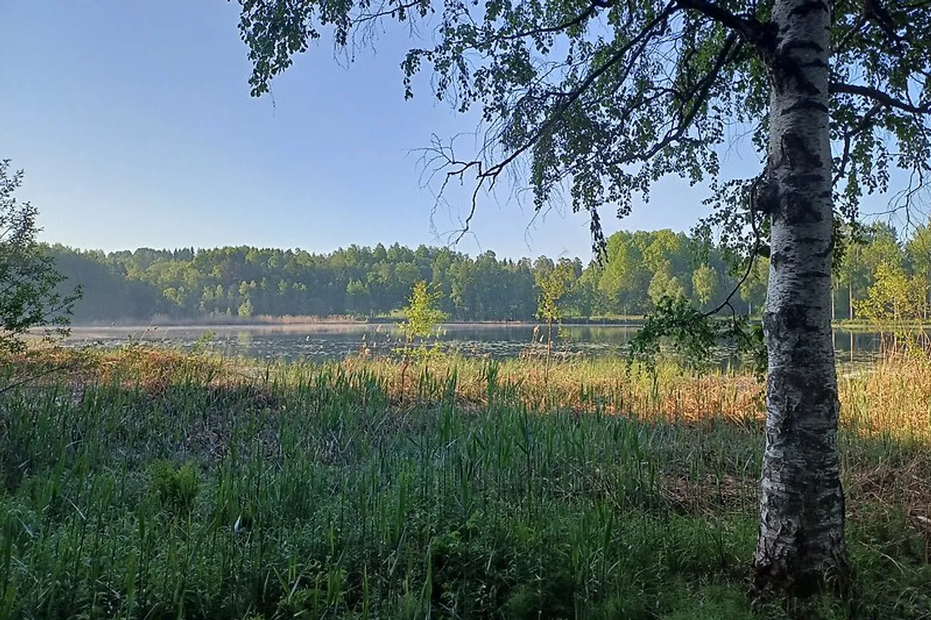Sticksjön med ett träd i förgrunden och sjön i bakgrunden.